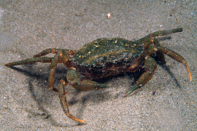 Carcinus mediterraneus